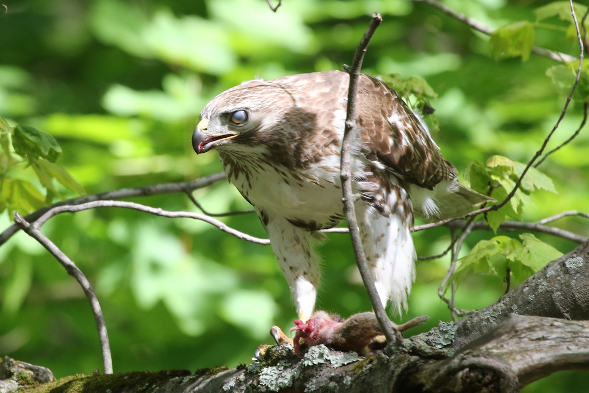 Red-tailed Hawk - ML618947595