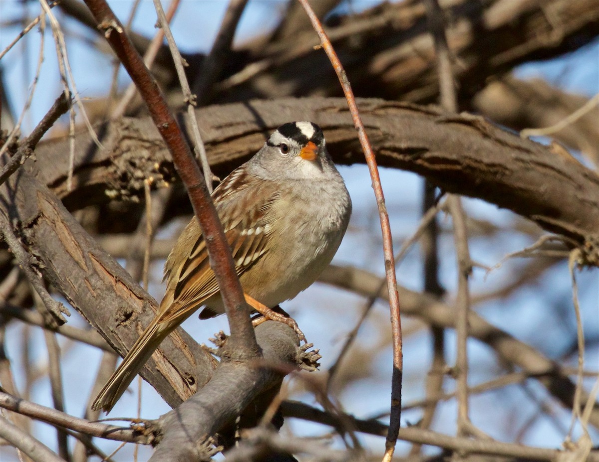 White-crowned Sparrow (Gambel's) - Ed Harper