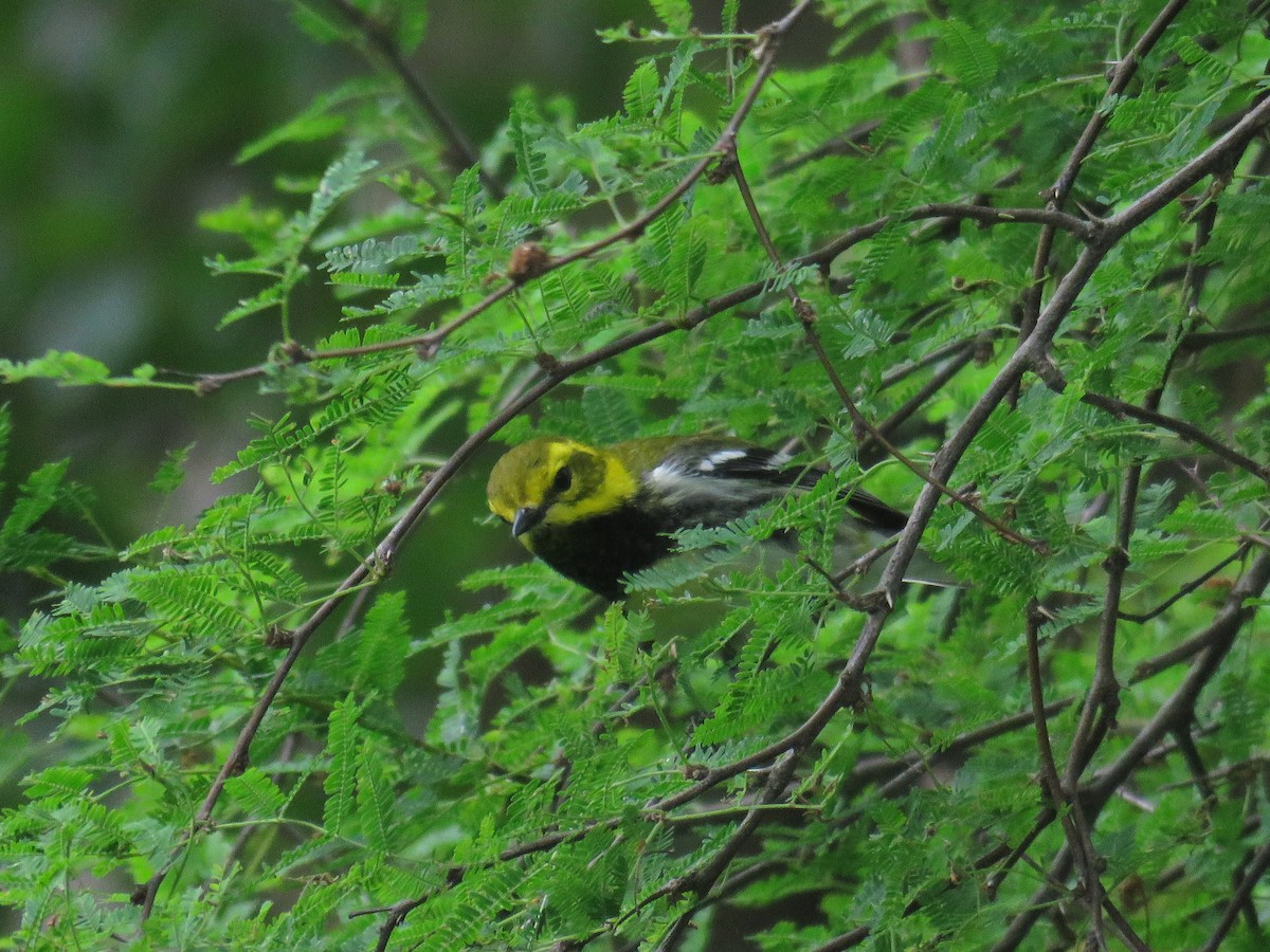 Black-throated Green Warbler - ML618947640