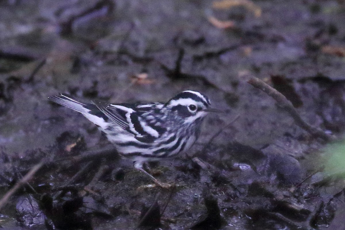 Black-and-white Warbler - ML618947665