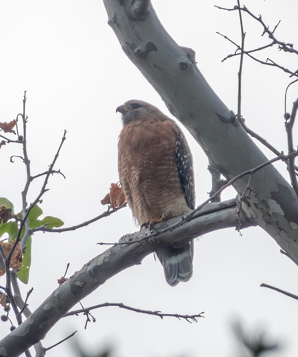 Red-shouldered Hawk - Mary-Rose Hoang