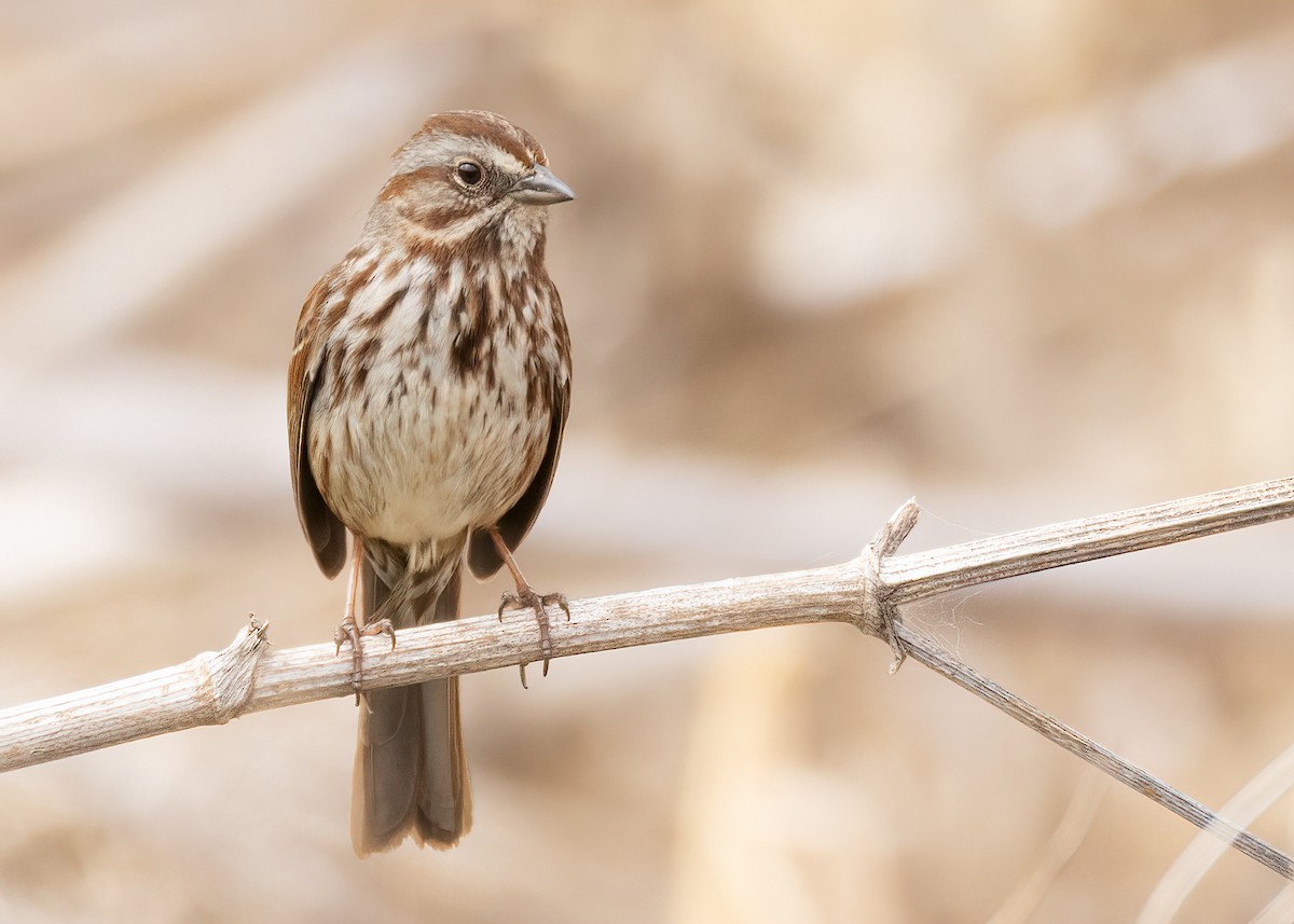 Song Sparrow - Jeff Dyck