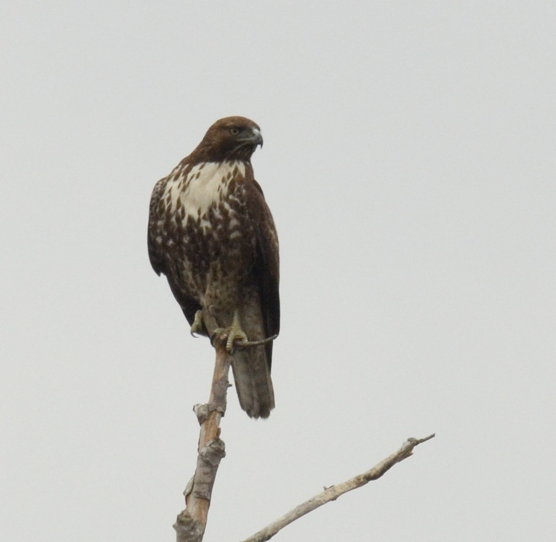 Red-tailed Hawk - ML618947708