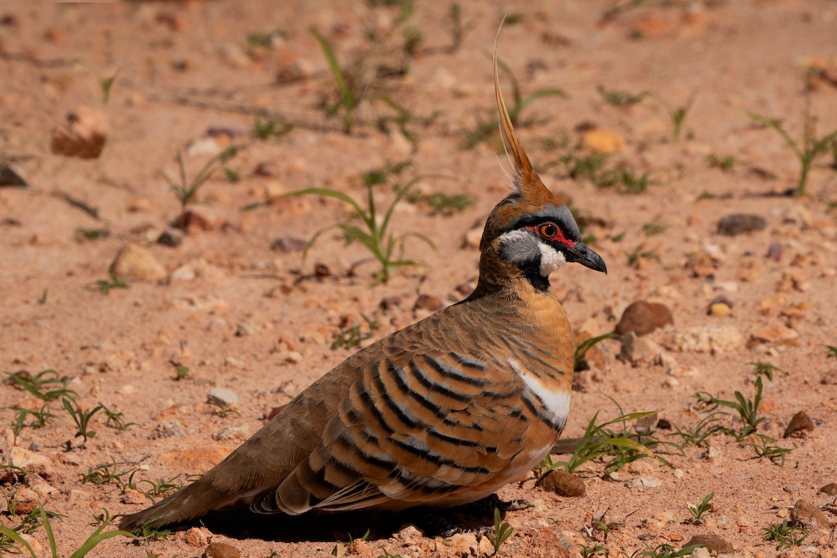 Spinifex Pigeon - ML618947732