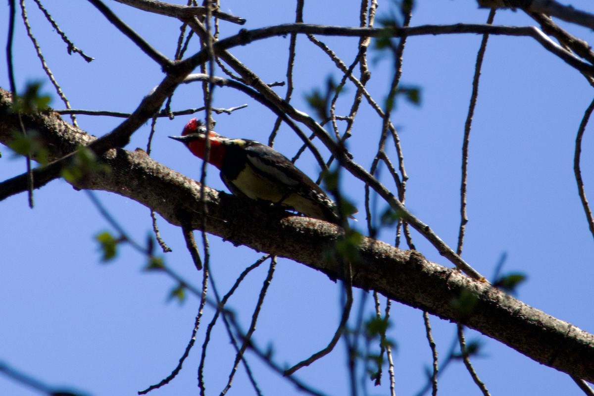 Red-naped x Red-breasted Sapsucker (hybrid) - ML618947744