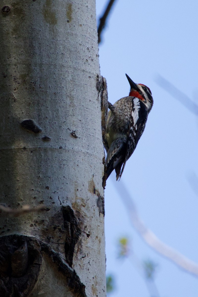 Red-naped x Red-breasted Sapsucker (hybrid) - ML618947747