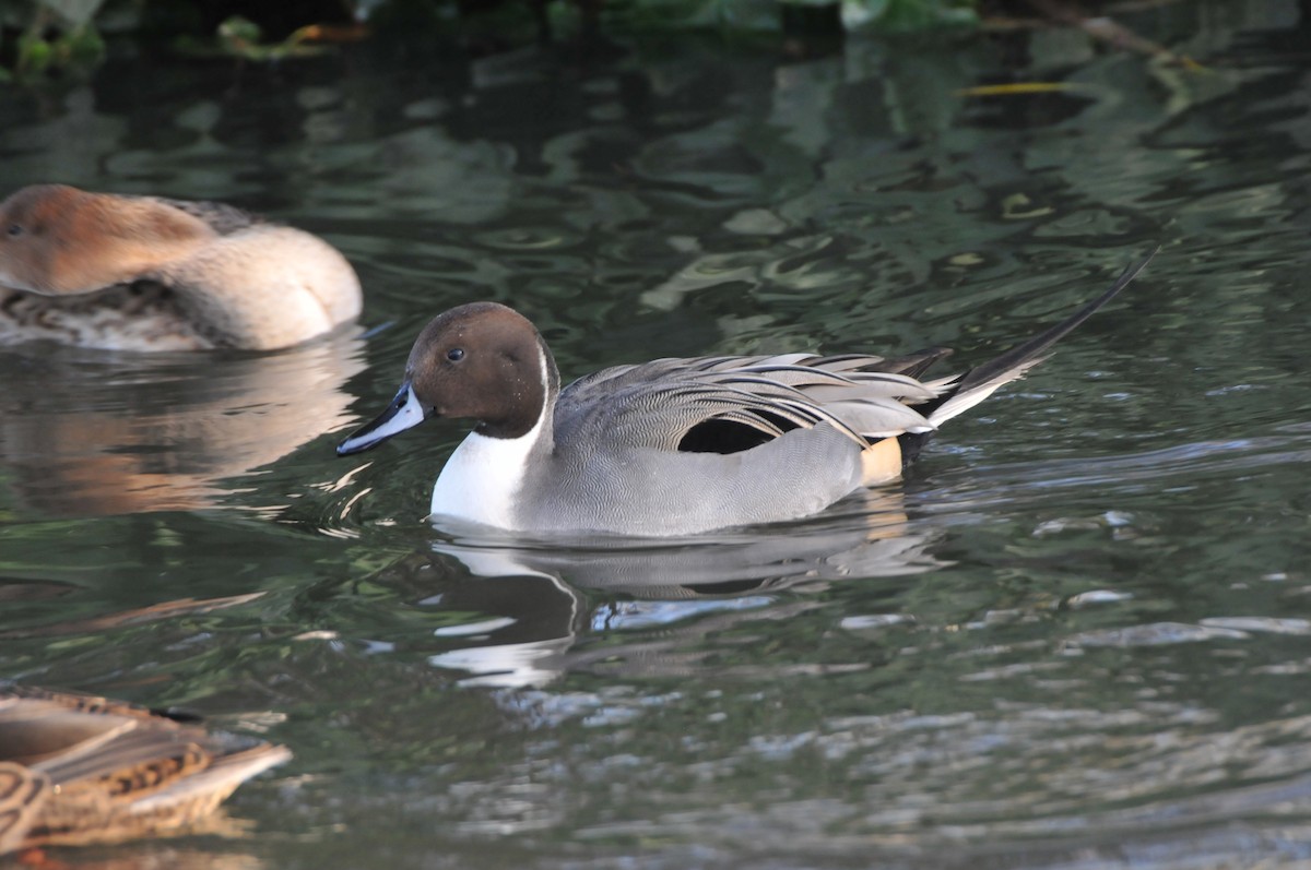 Northern Pintail - Dominic More O’Ferrall