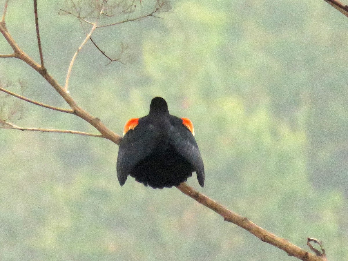 Red-winged Blackbird - ML618947793