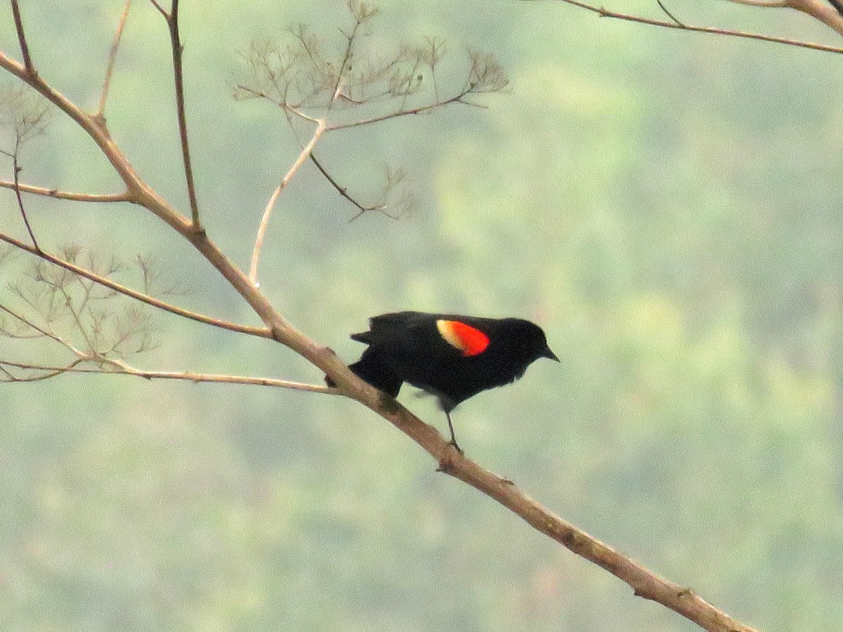 Red-winged Blackbird - ML618947795