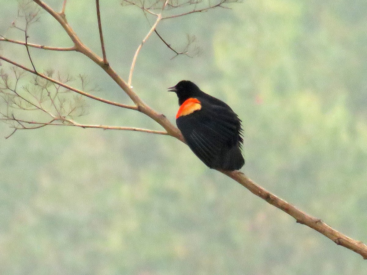 Red-winged Blackbird - ML618947796