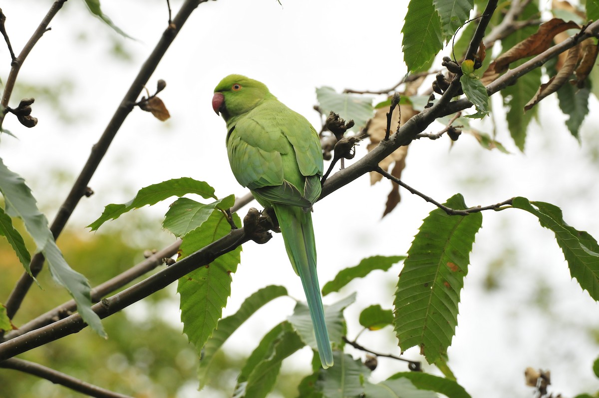 Rose-ringed Parakeet - Dominic More O’Ferrall