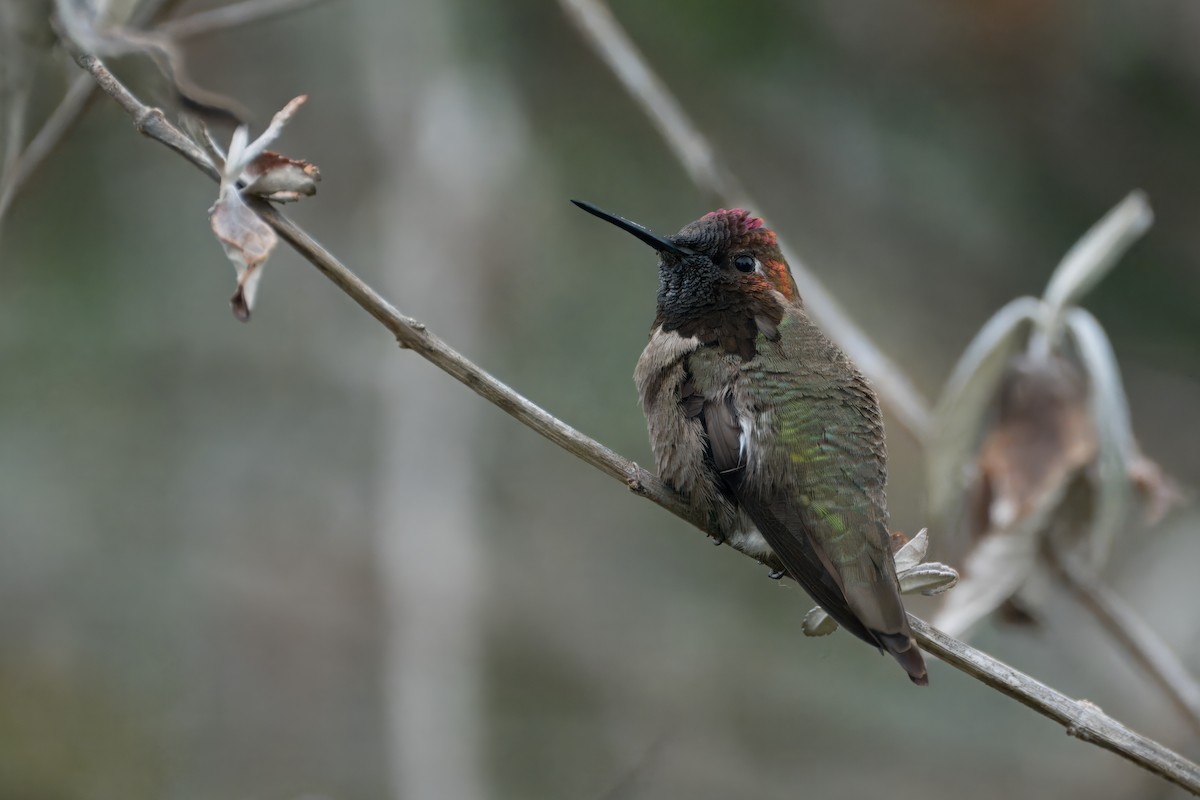 Anna's Hummingbird - ML618947840