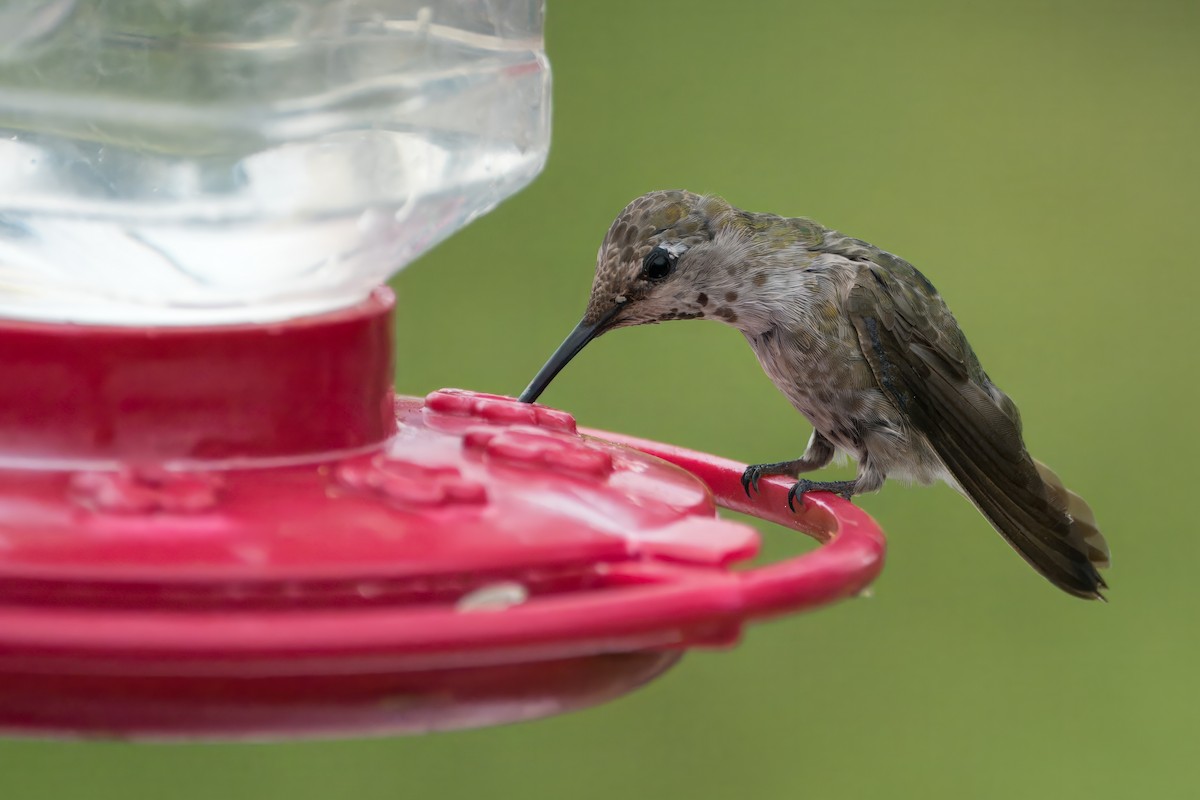 Anna's Hummingbird - ML618947843