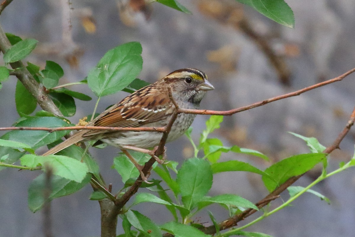White-throated Sparrow - Scott Eaton