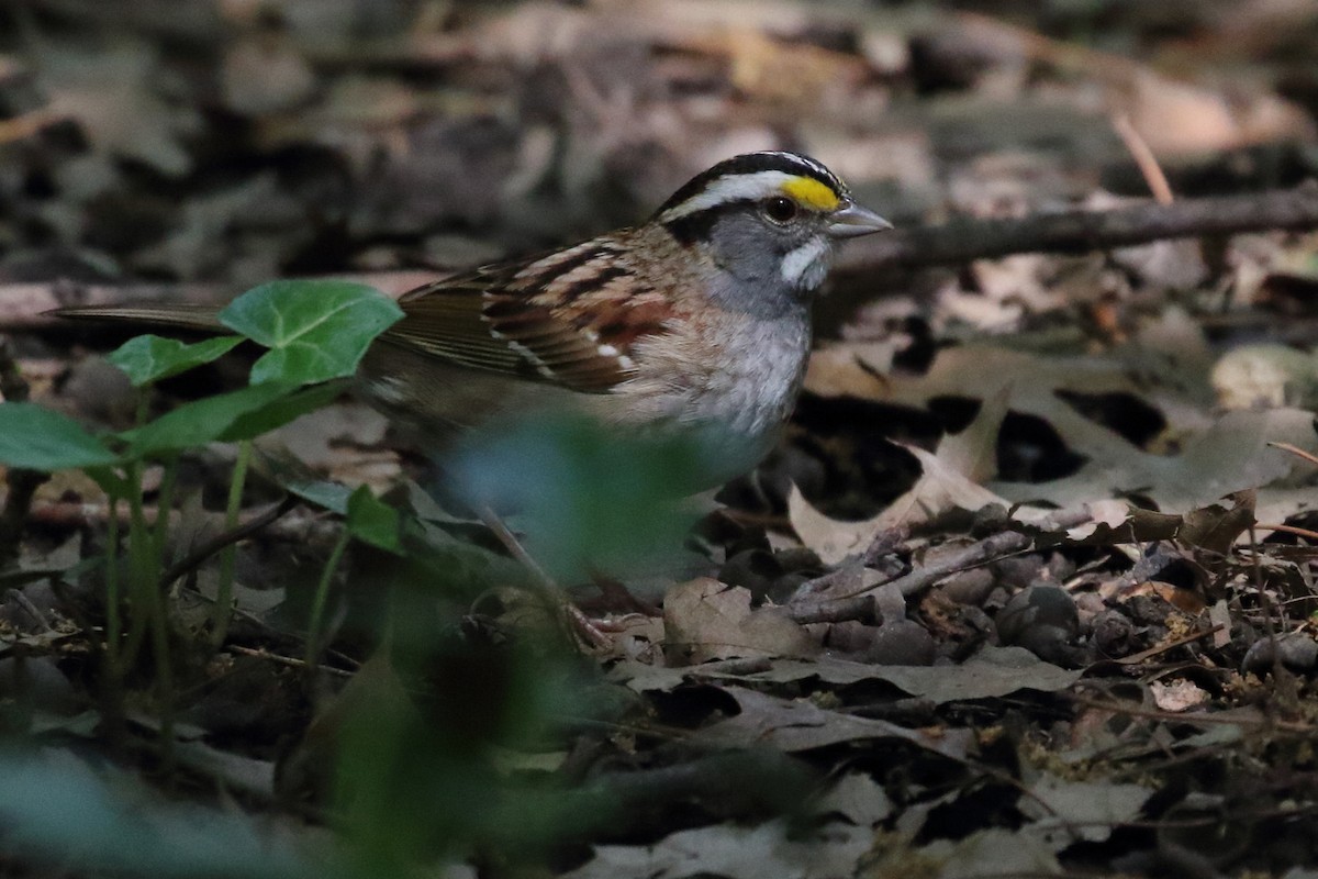 White-throated Sparrow - ML618947852