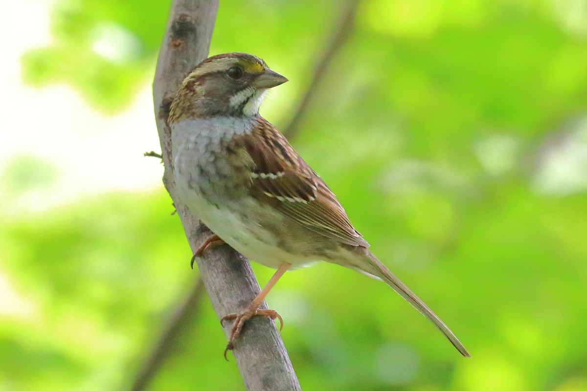 White-throated Sparrow - ML618947862