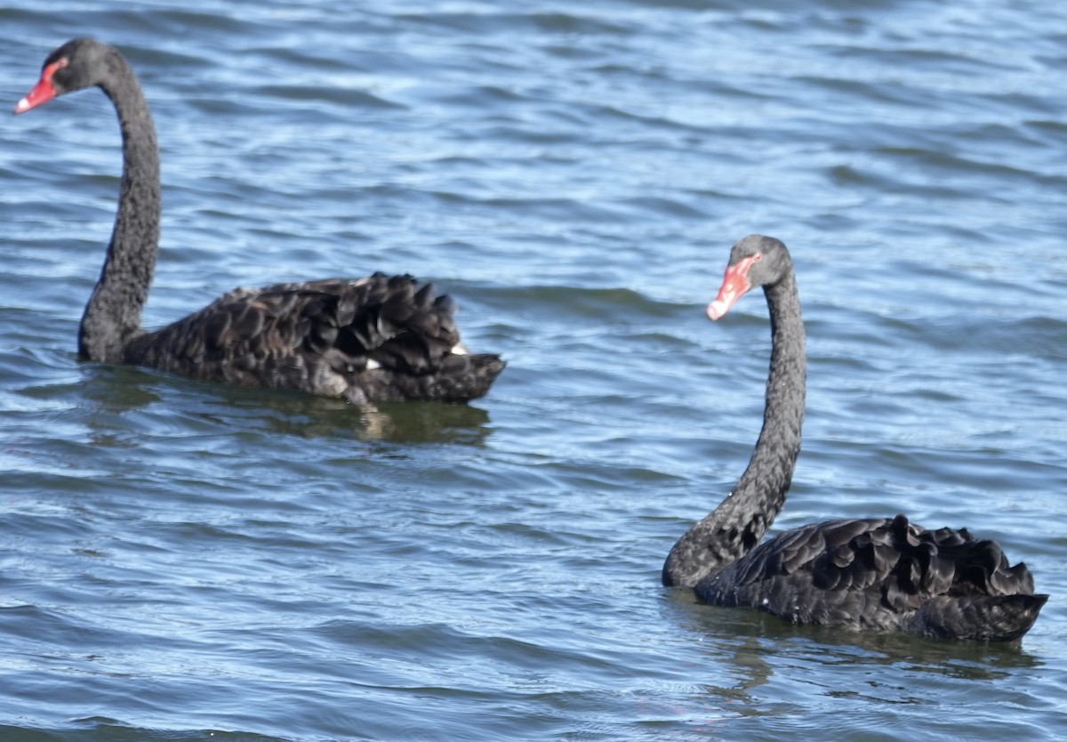 Black Swan - Robert Morison and Joyce Ives