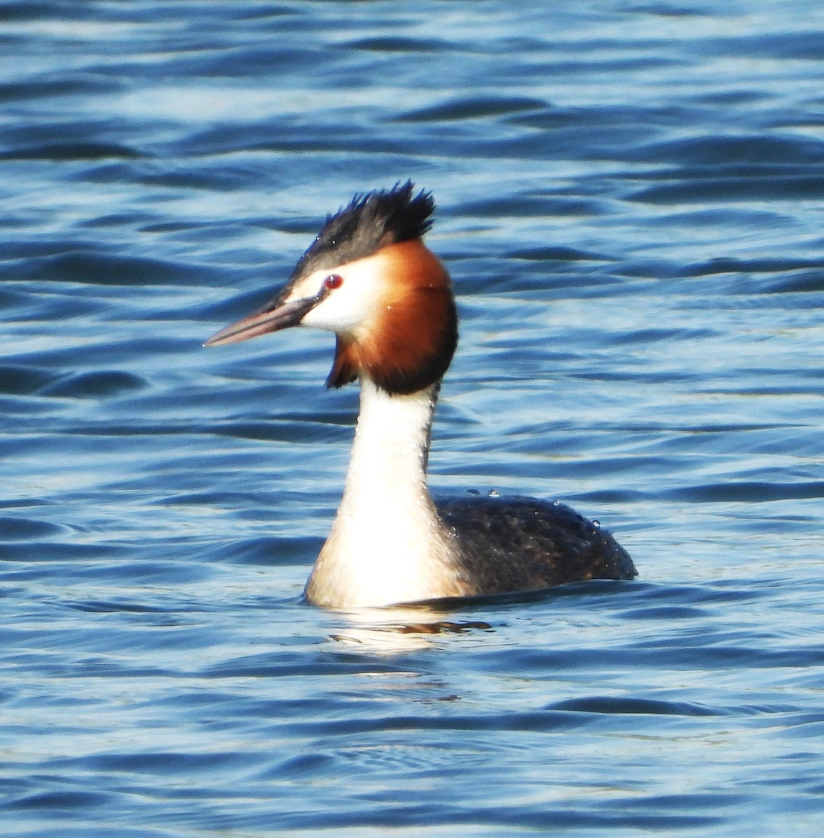 Great Crested Grebe - ML618947946