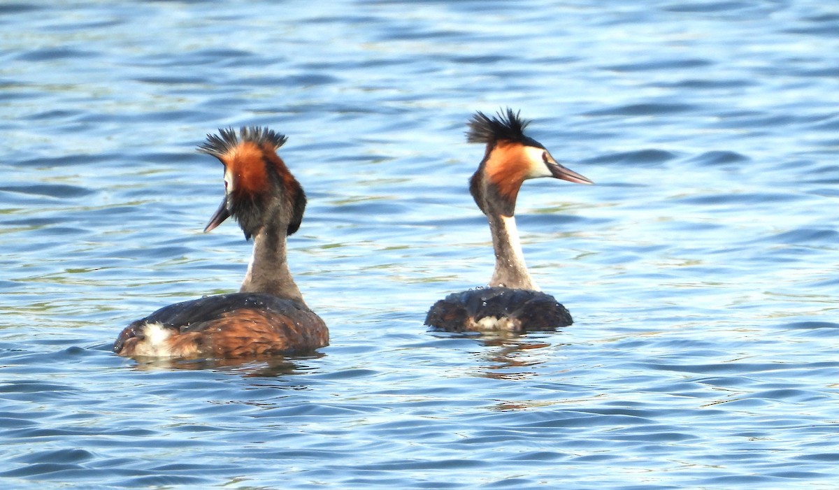 Great Crested Grebe - Tom Perls