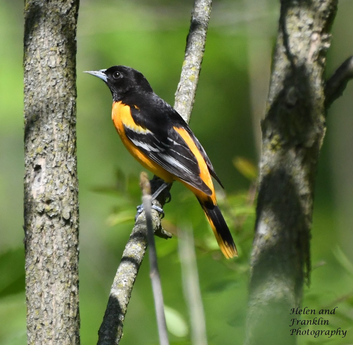 Baltimore Oriole - Helen and Franklin Chow