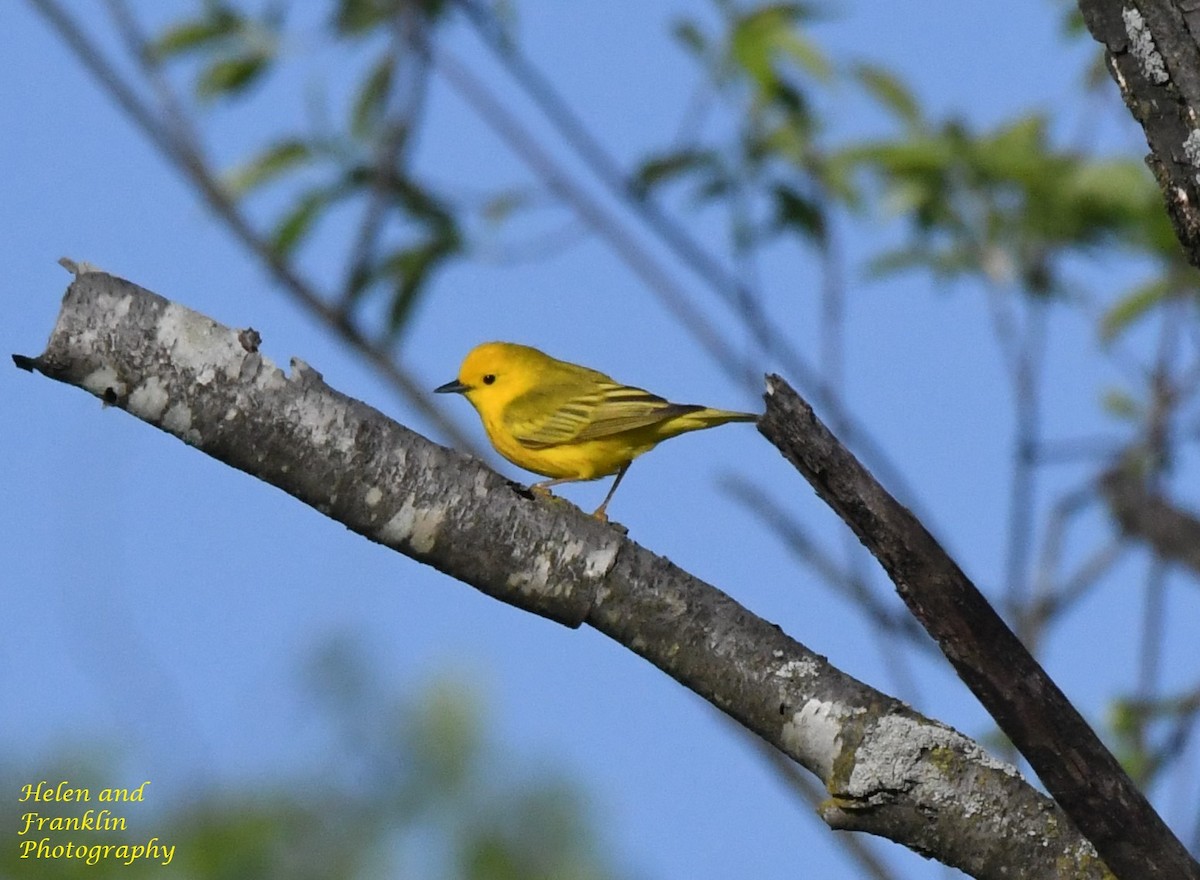 Yellow Warbler - Helen and Franklin Chow