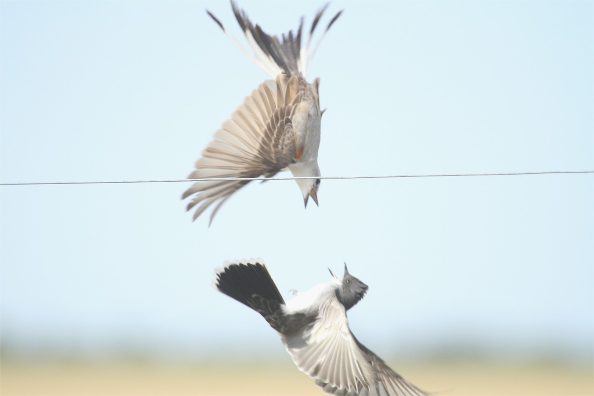 Scissor-tailed Flycatcher - Esme Rosen