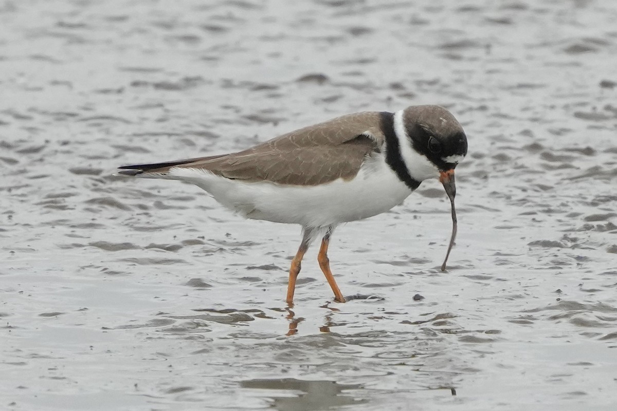 Semipalmated Plover - ML618948001
