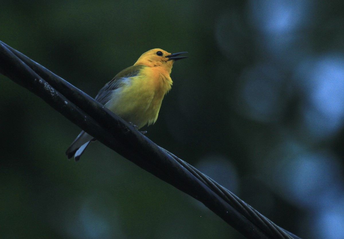 Prothonotary Warbler - ML618948007