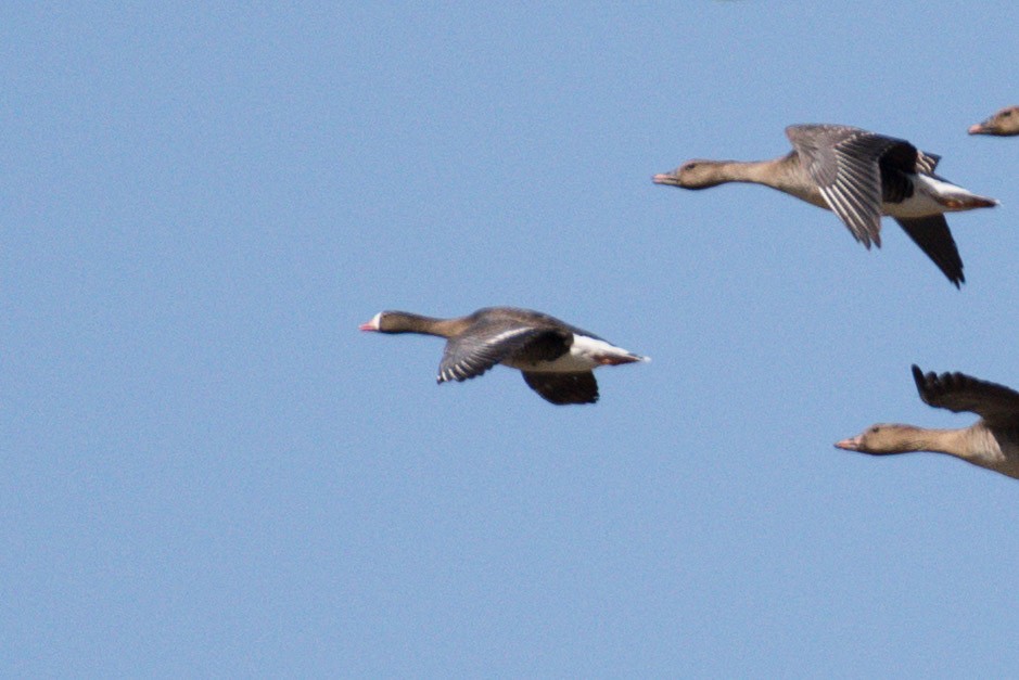 Lesser White-fronted Goose - ML618948009