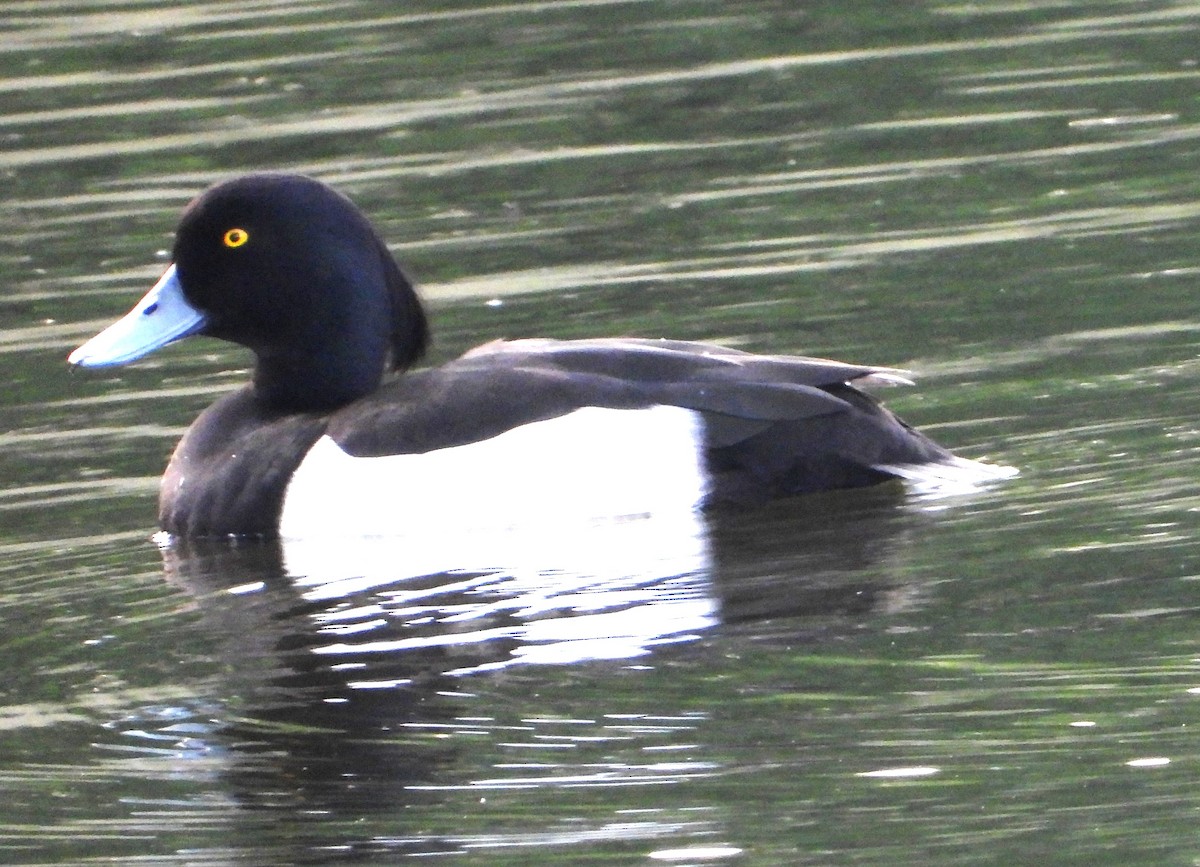 Tufted Duck - ML618948041