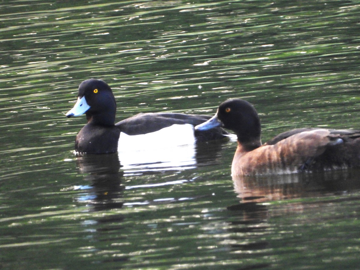 Tufted Duck - ML618948042