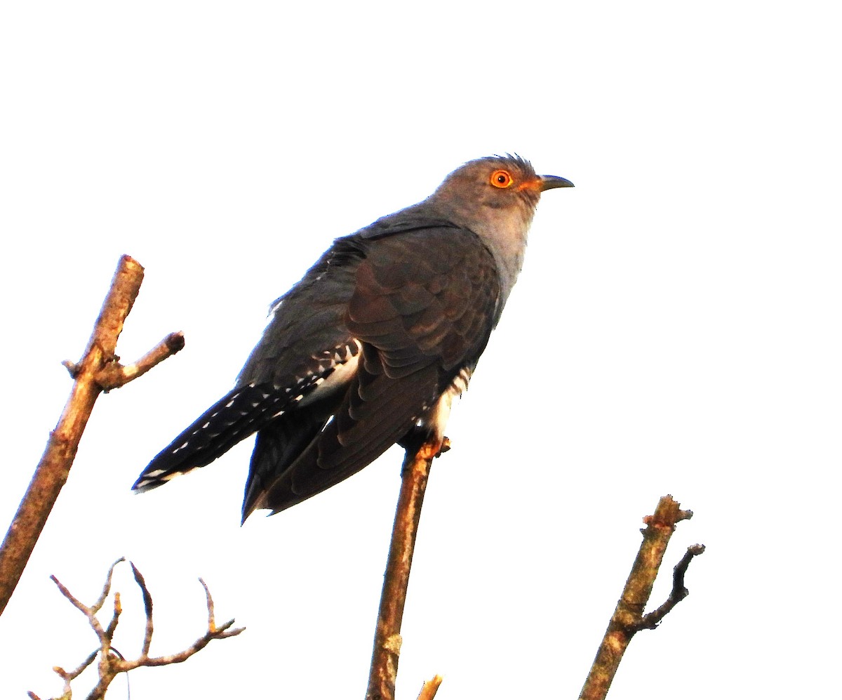 Common Cuckoo - Tom Perls
