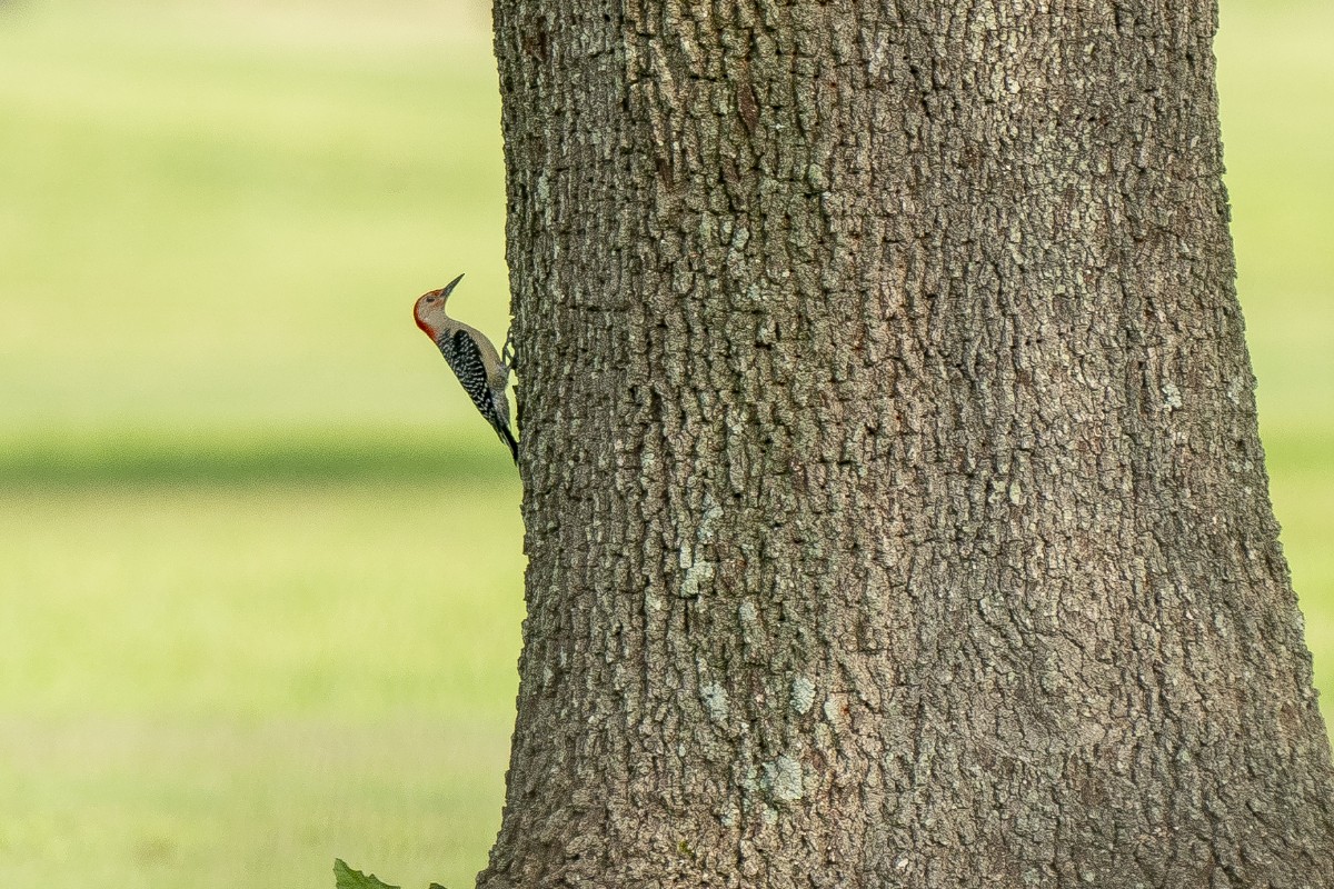 Red-bellied Woodpecker - Slawomir Dabrowski