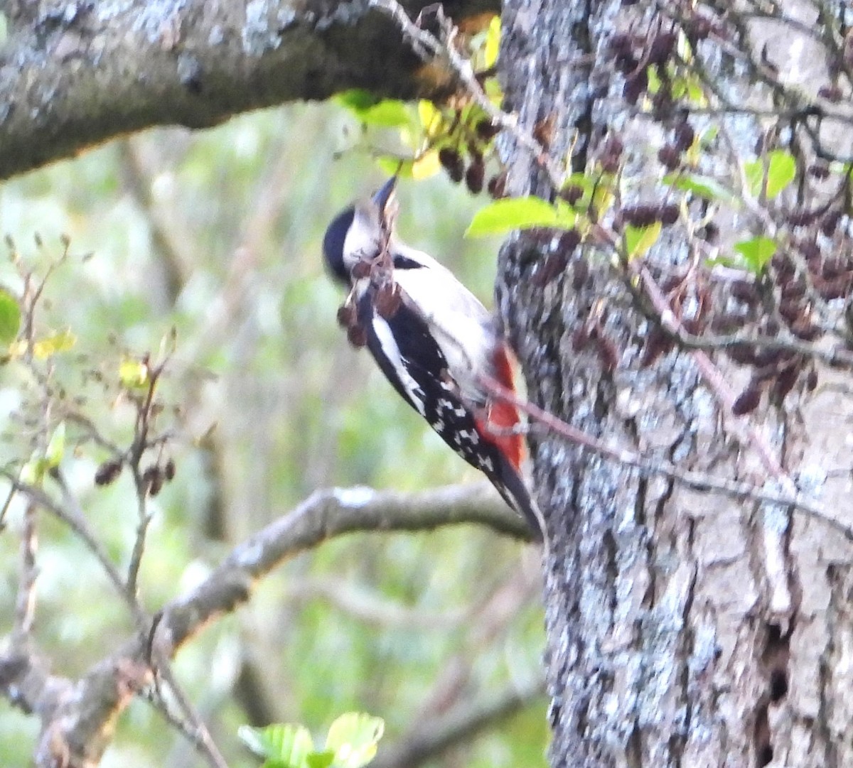 Great Spotted Woodpecker - ML618948062
