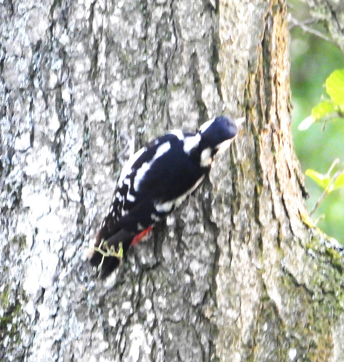 Great Spotted Woodpecker - Tom Perls