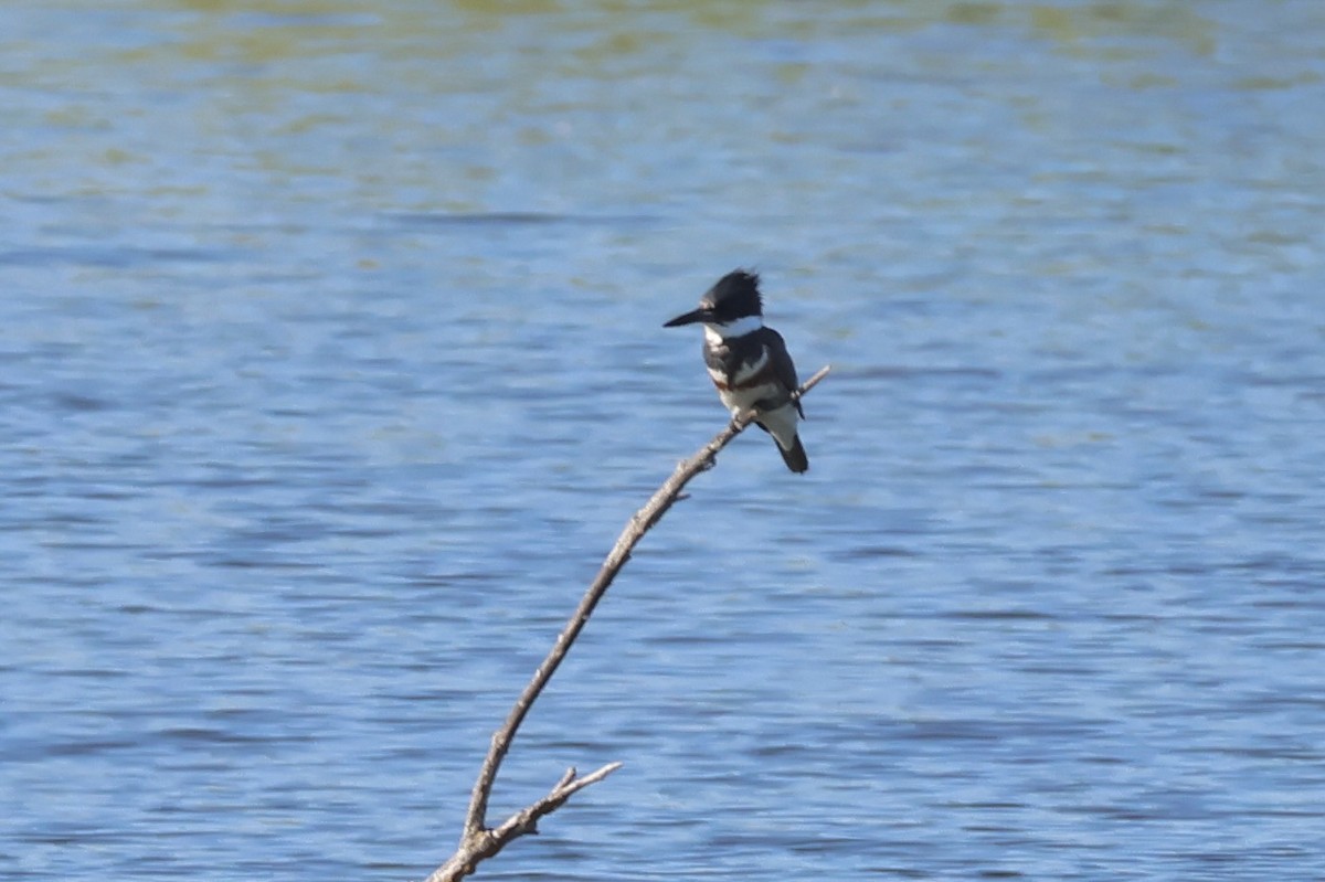 Belted Kingfisher - Gil Ewing
