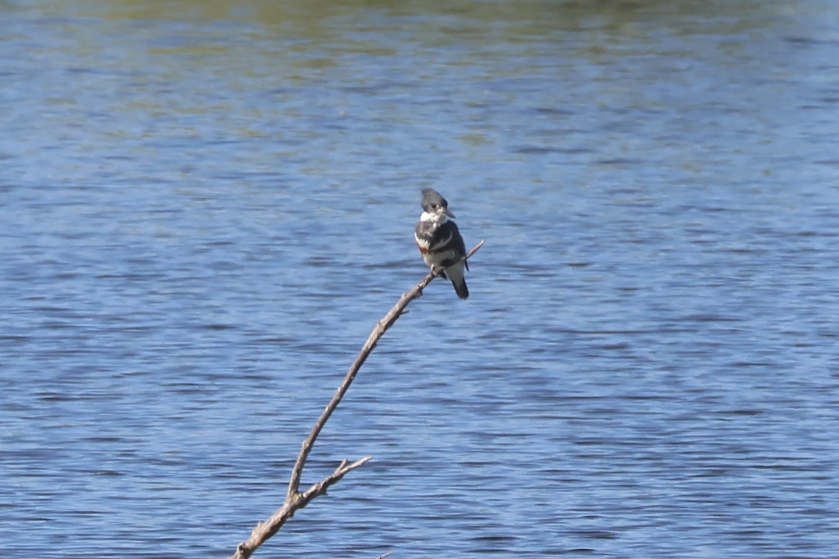 Belted Kingfisher - ML618948072