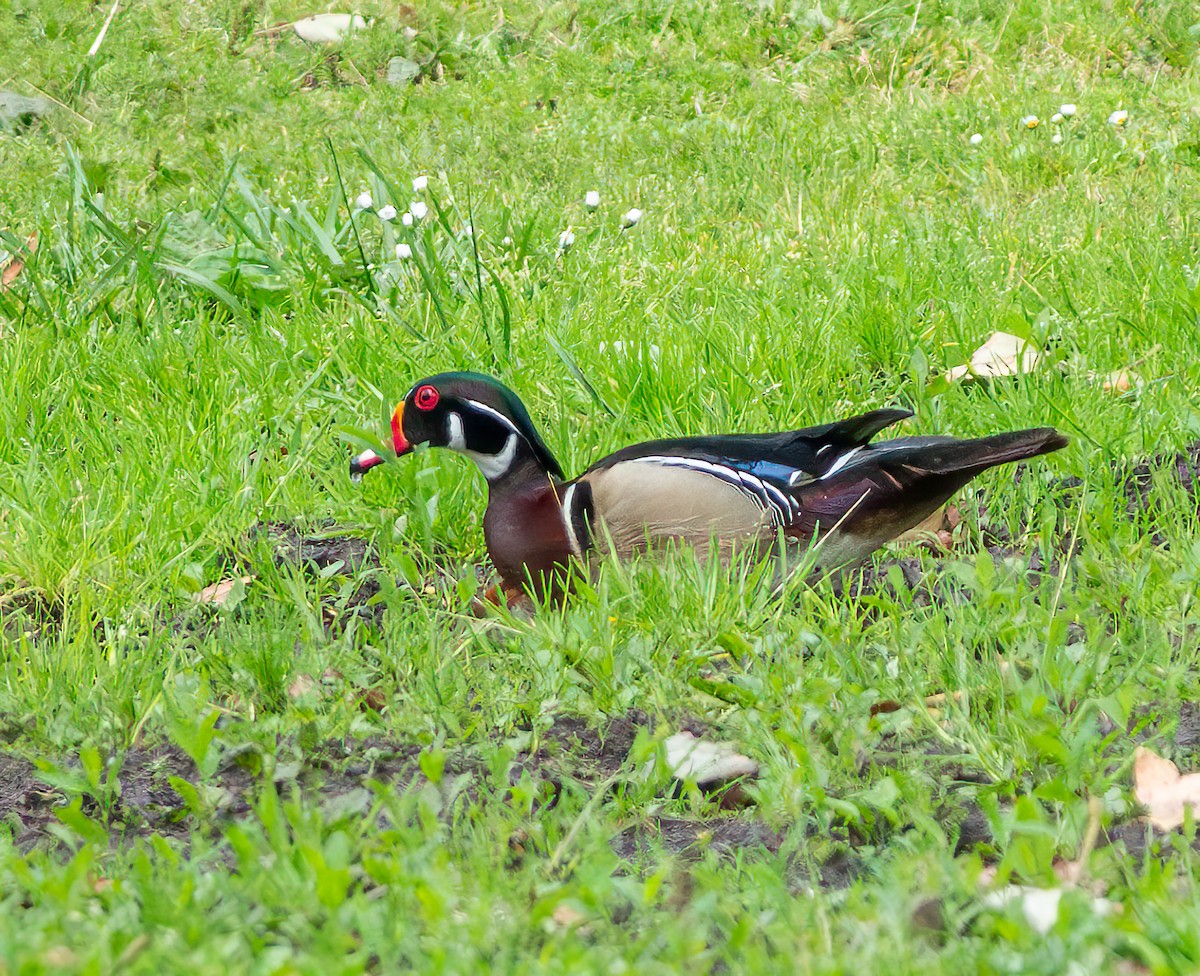 Wood Duck - Mary-Rose Hoang