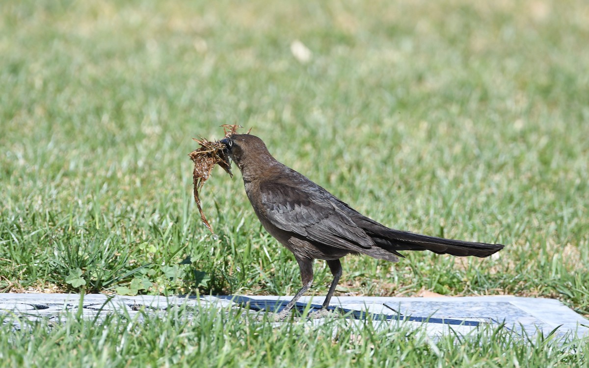 Great-tailed Grackle - Roxxianna D