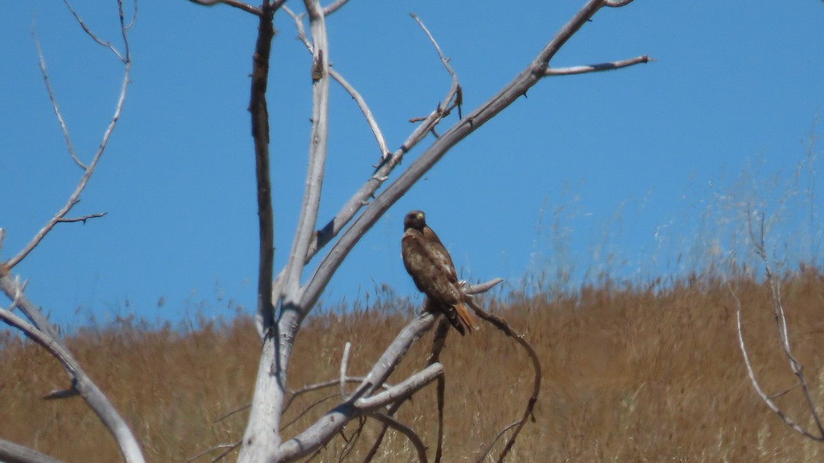 Red-tailed Hawk - ML618948144