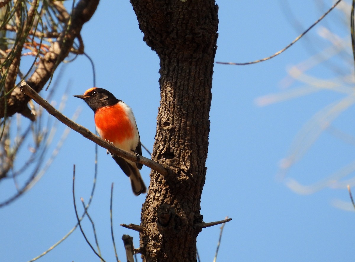 Red-capped Robin - ML618948151