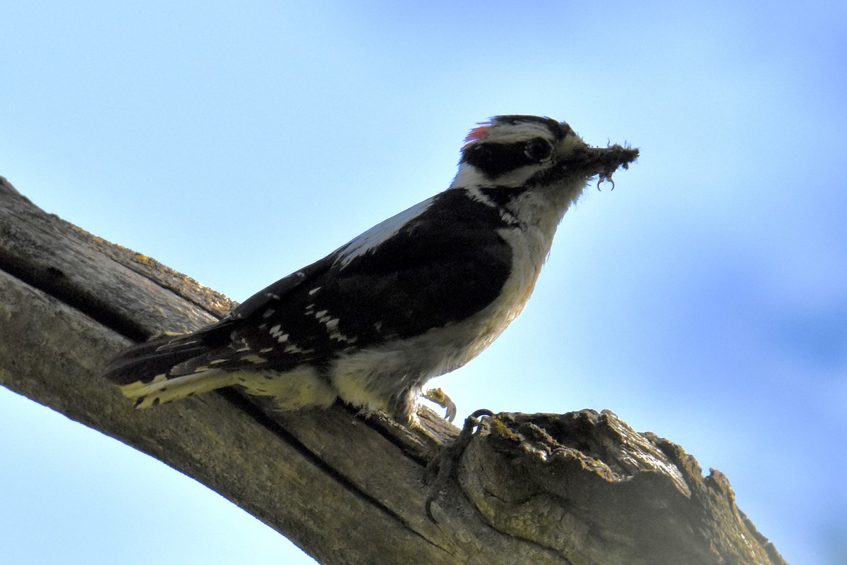 Downy Woodpecker - ML618948152