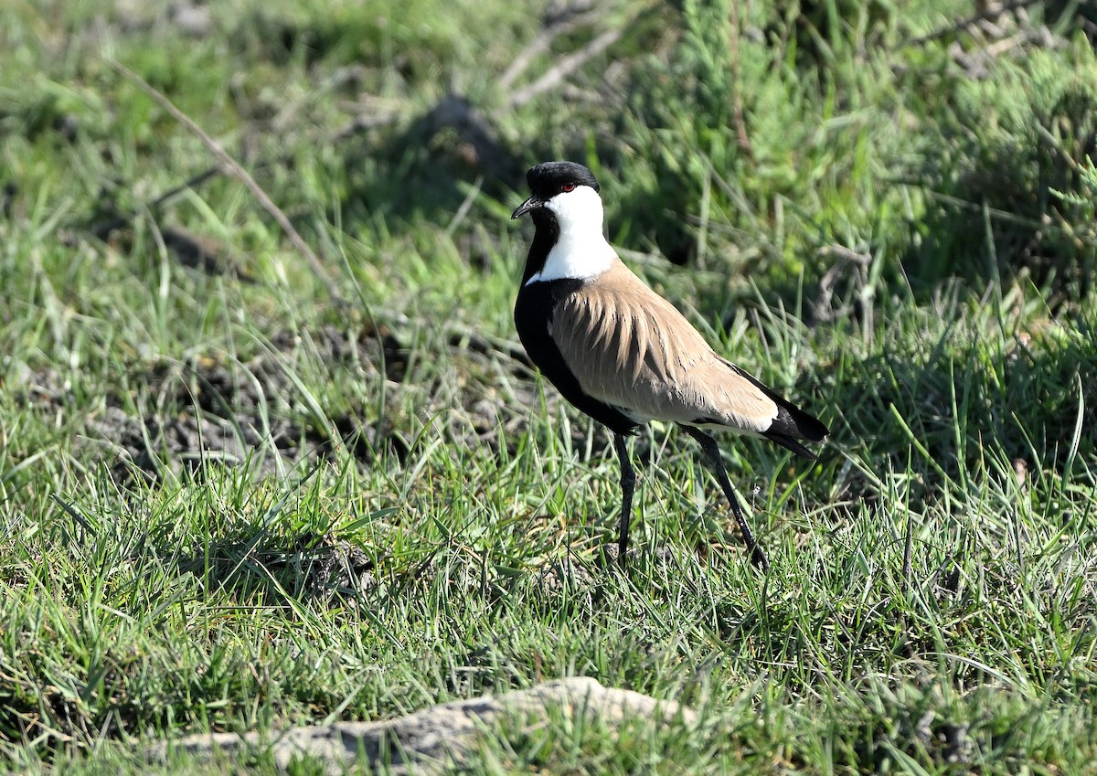 Spur-winged Lapwing - ML618948154