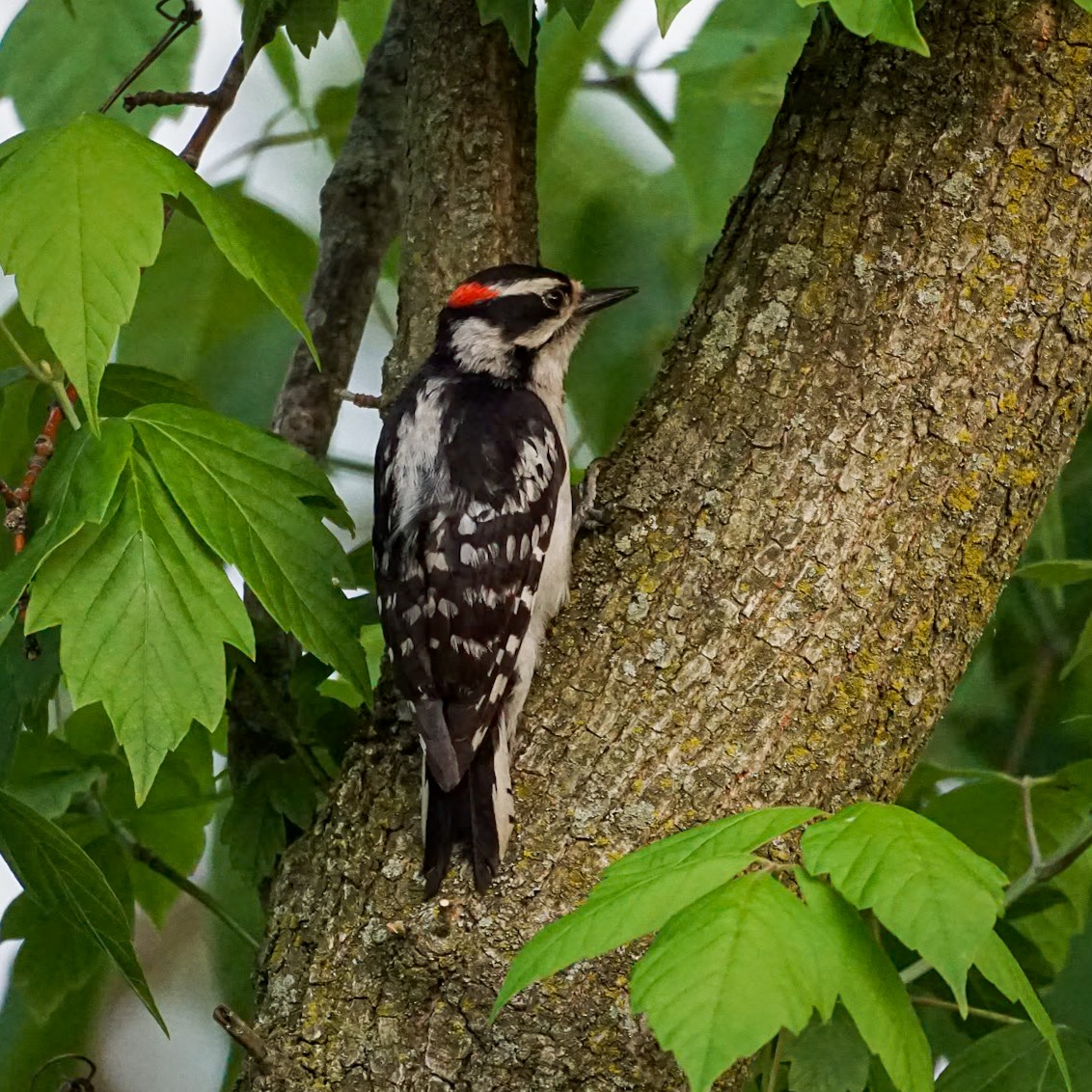 Downy Woodpecker - ML618948158
