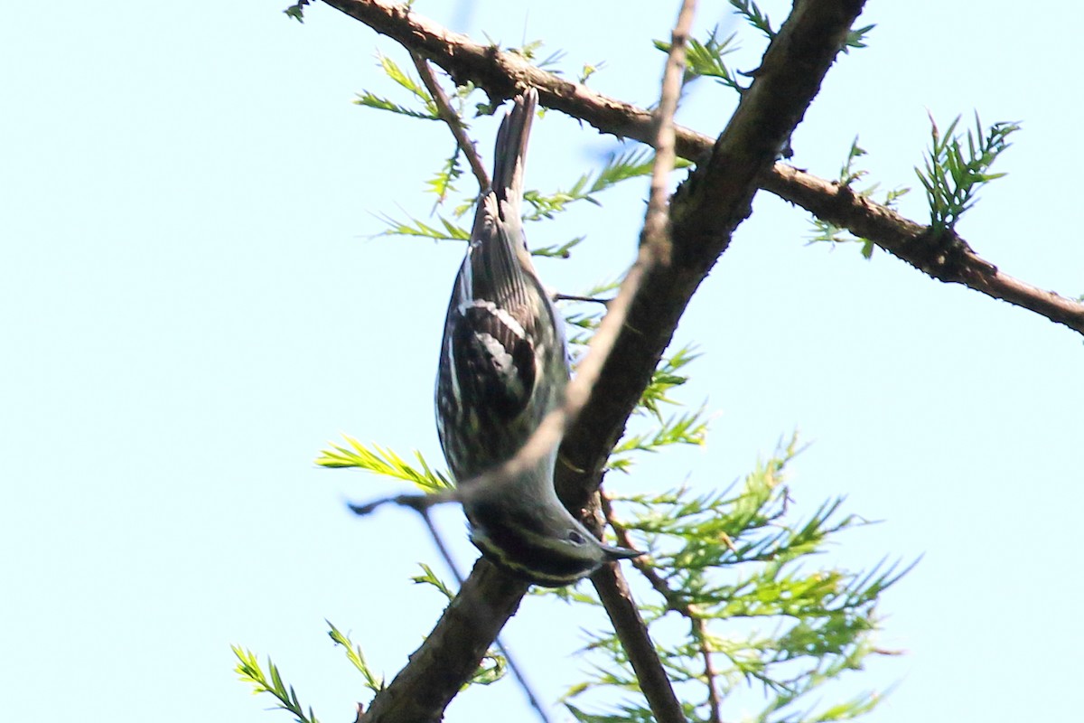 Black-and-white Warbler - ML618948161