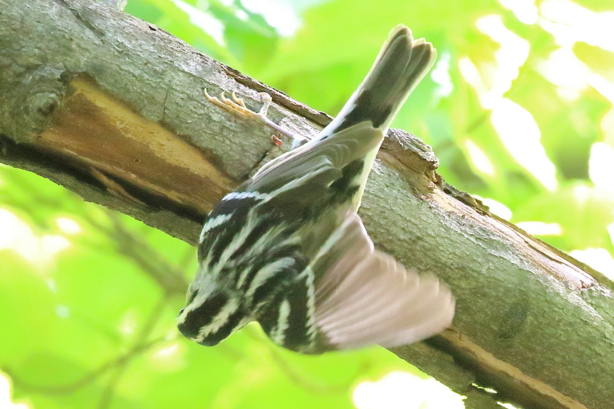 Black-and-white Warbler - ML618948162