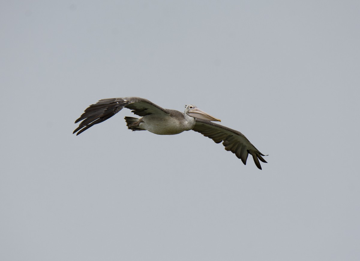 pelikán skvrnozobý - ML618948185