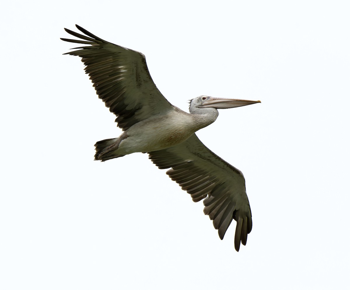 Spot-billed Pelican - ML618948186