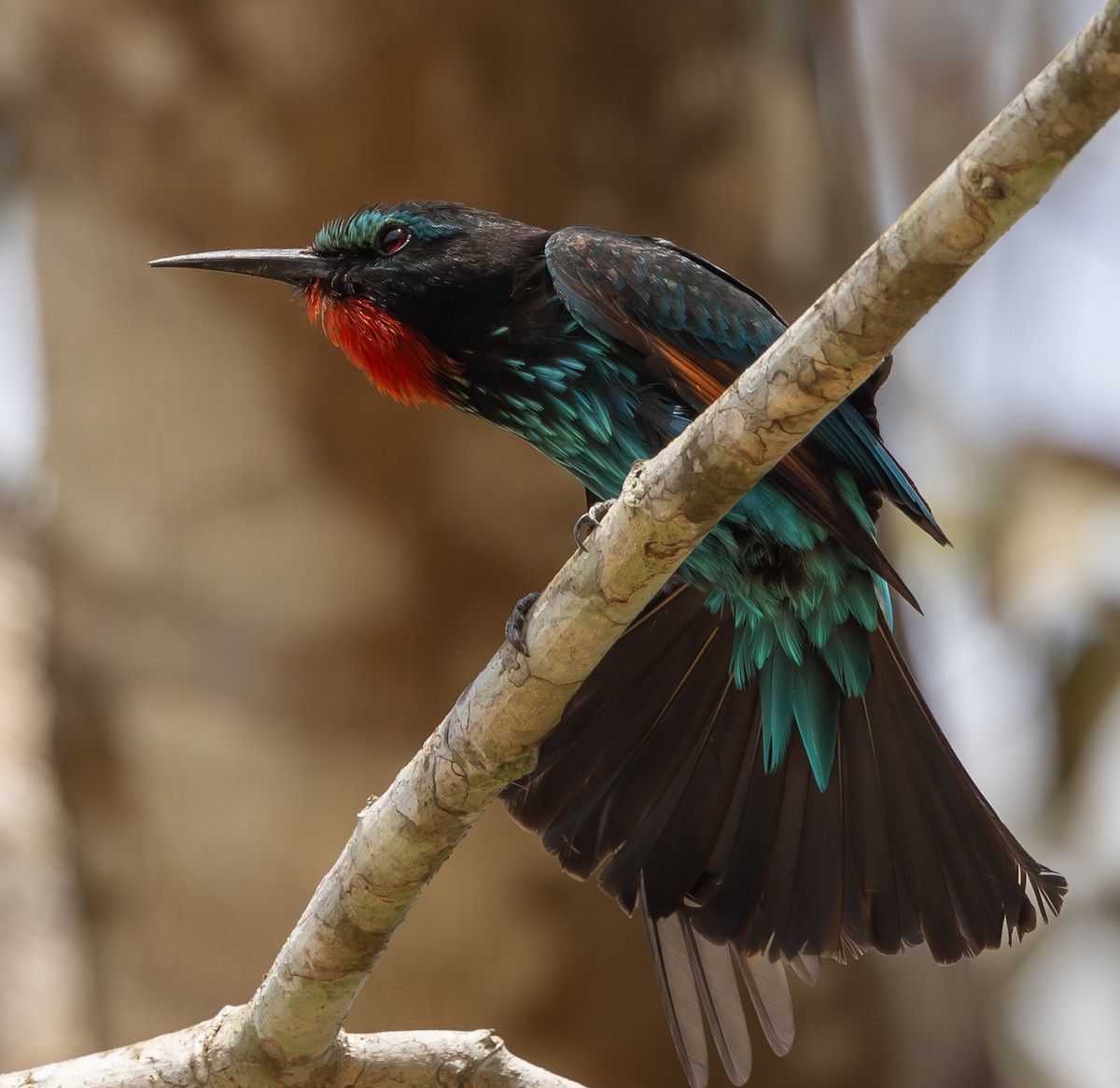 Black Bee-eater - Marie Lister