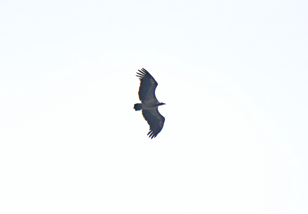 Slender-billed Vulture - ML618948206